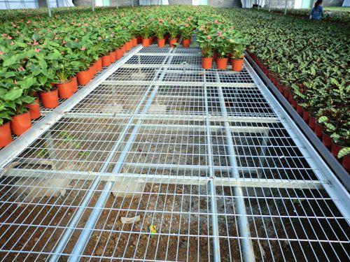 苗 床 鋼 絲 網(wǎng) 片